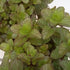 Sets 2 3.5" 5-9" TANKDA Live Mint Plants Herb in Pot, Fresh Orange Mint for Indoor Outdoor Growing, Spring Planting
