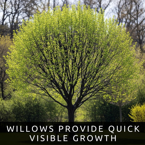Black Willow Bonsai Tree Cutting to Grow - Dark Branches - Fast Growth, Good for Training - Easy-to-Root for Beginners