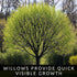 Black Willow Bonsai Tree Cutting to Grow - Dark Branches - Fast Growth, Good for Training - Easy-to-Root for Beginners