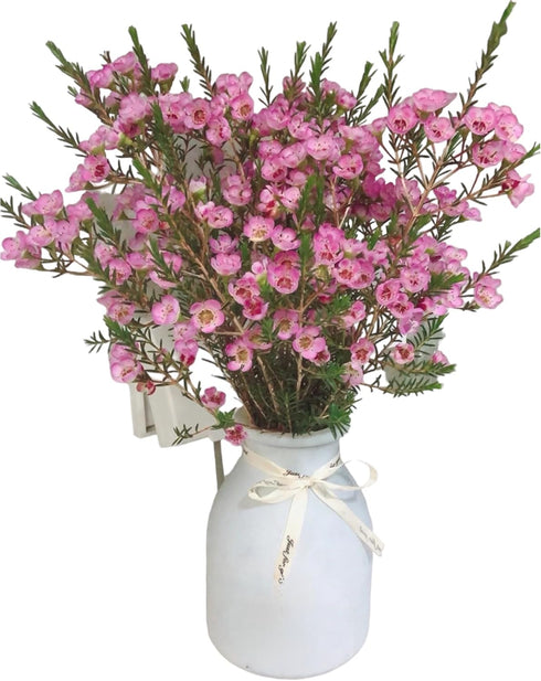 15 Pink Wax flower Fresh Cut Flowers Good flowering period Long flowering period Next day delivery Fresh Delivery
