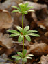 Sweet Woodruff Herb - Natural Galium Odoratum, Dried Cut - Net Weight: 1oz/28g