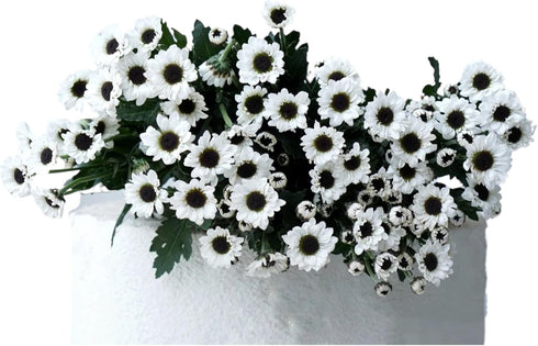 19 Stems Fresh Panda Bicolor Daisies Flowers Well Maintained Long Blooming Hydroponic Flower Arrangement Gift for Home
