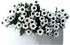 19 Stems Fresh Panda Bicolor Daisies Flowers Well Maintained Long Blooming Hydroponic Flower Arrangement Gift for Home