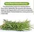 100 100% Premium Rosemary Tea Bags, Teabags. Made with Pure Natural Rosemary Leaves,No Additives & Caffeine Free.