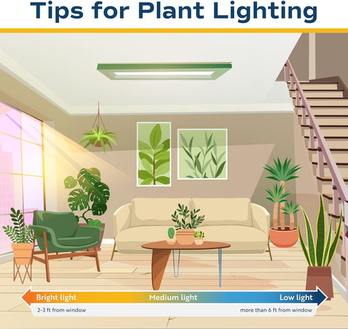 2-3 Costa Farms Live White Bird of Paradise Plant, Large Foot Tall Indoor Tropical Tree, Strelitzia nicolai, Natural