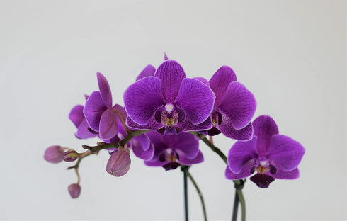 Athena's Garden PA-OPP3P Live Orchid Plant, Purple, Double Spike Phalaenopsis Blooming in Glass Container, Long