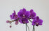 Athena's Garden PA-OPP3P Live Orchid Plant, Purple, Double Spike Phalaenopsis Blooming in Glass Container, Long