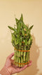Generic Lucky Bamboo Stalks Bundle, Fresh Green Live Plant Cuttings, 3 Tiers 4-6-8