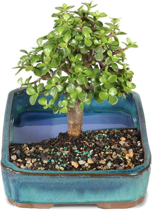 4 8 12 Inches Brussel's Bonsai Live Dwarf Jade Bonsai Tree, Indoor - Medium, Years Old, to Tall - Jade Tree