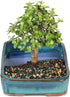 4 8 12 Inches Brussel's Bonsai Live Dwarf Jade Bonsai Tree, Indoor - Medium, Years Old, to Tall - Jade Tree
