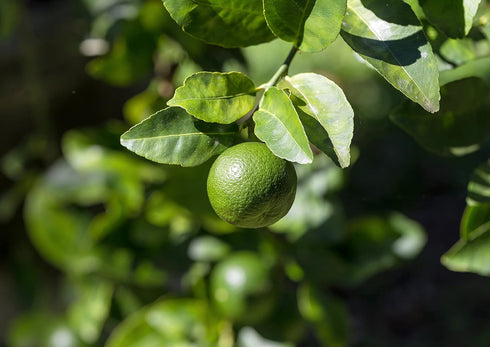 1 Food to Live Organic Lime Powder, Pound Non-GMO, Unsulfured, Made from Raw Dried Citrus Fruit, Vegan, Bulk, Great