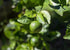 1 Food to Live Organic Lime Powder, Pound Non-GMO, Unsulfured, Made from Raw Dried Citrus Fruit, Vegan, Bulk, Great