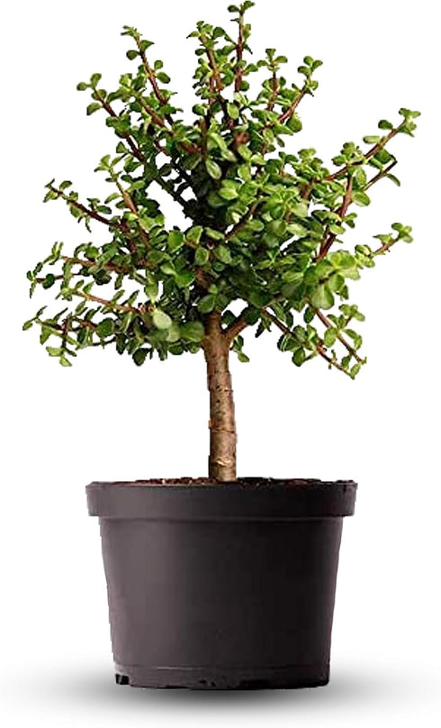 American Plant Exchange Live Dwarf Jade Tree, Miniature Bonsai Tree, Plant Pot