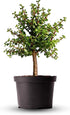 American Plant Exchange Live Dwarf Jade Tree, Miniature Bonsai Tree, Plant Pot