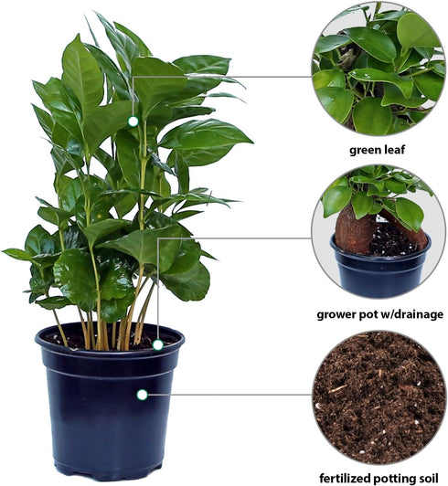 4" Live Coffee Plant, Coffea Arabica, Coffee Tree, Arabian Coffee, Fragrant Houseplant, Mother's Day Gift, Christmas