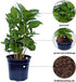 4" Live Coffee Plant, Coffea Arabica, Coffee Tree, Arabian Coffee, Fragrant Houseplant, Mother's Day Gift, Christmas