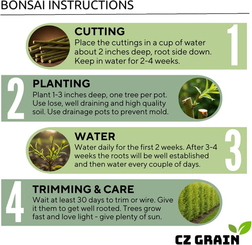 Black Willow Bonsai Tree Cutting to Grow - Dark Branches - Fast Growth, Good for Training - Easy-to-Root for Beginners