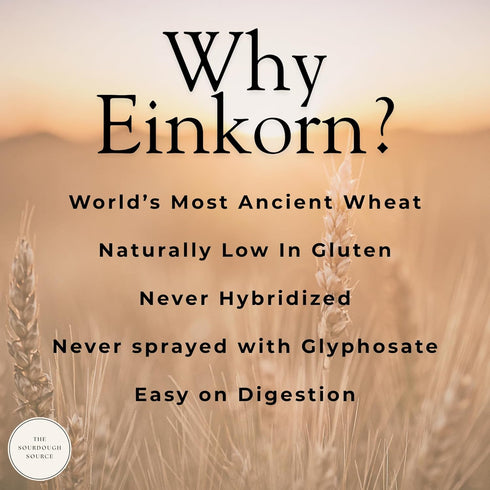 2 Einkorn Dehydrated Italian Sourdough Starter | Naturally Lower Gluten Structure | Made from Organic Heirloom Einkorn