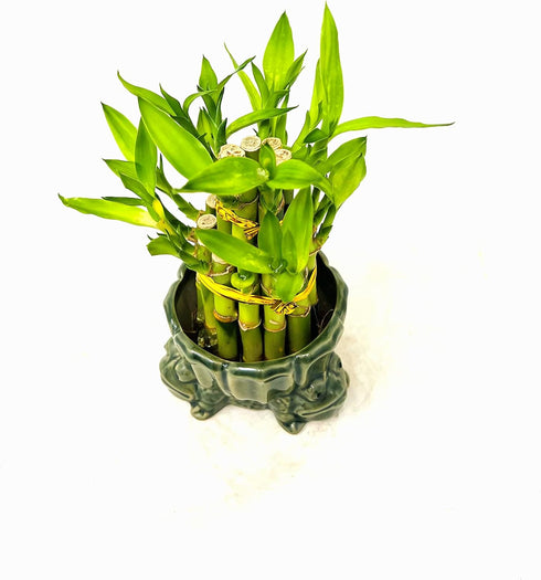 JM BAMBOO 3&5 Two-Tiered Lucky Bamboo Frog Stand Vase Green