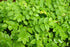 Health Embassy European Blueberry Leaf, Vaccinium Myrtillus L, 100% Natural, 50g