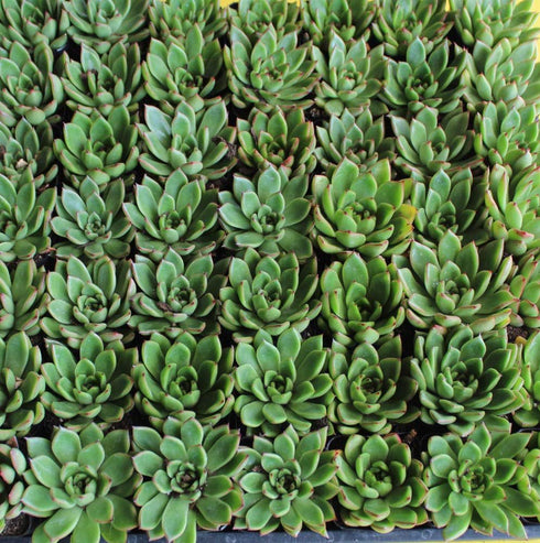 Athena's Garden Set 2 2" 3" A of Live Succulents in White Square Pots Each Supported with Natural Polished River Rocks
