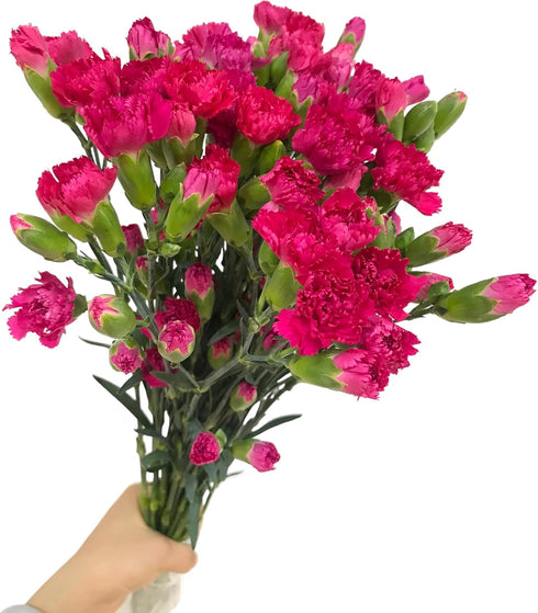 19 dark pink mini Carnations Hydroponic Flower Arrangement Gifts for home decoration birthdays anniversaries healing