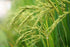 10 lbs (4.54 Rigel Spices Premium Seeraga Samba Rice - Aromatic Aged Short-Grain Rice, kg) | Authentic South Indian