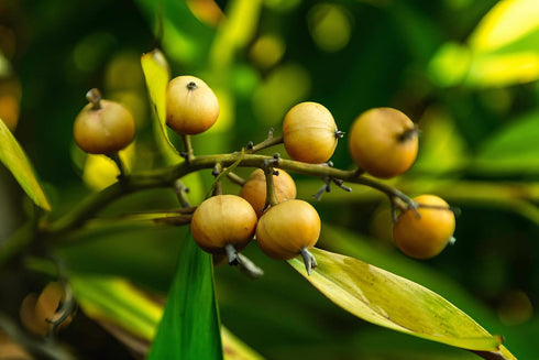 8 Food to Live Whole Nutmeg, Ounces Aromatic Spice, Pure. Warm, Nutty Flavor. Rich in Antioxidants, Essential Oils.