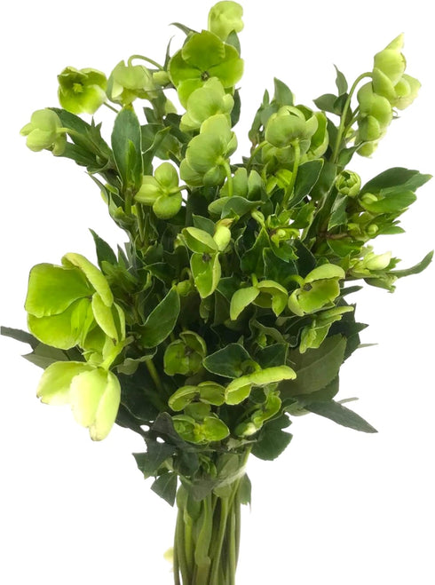 Next day delivery 5 Green Eranthis Fresh Cut Flowers Hydroponic Flower Arrangement