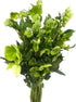 Next day delivery 5 Green Eranthis Fresh Cut Flowers Hydroponic Flower Arrangement