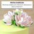 3 Count Global Sugar Art Protea Sugar Cake Flowers Medium Pink, by Chef Alan Tetreault
