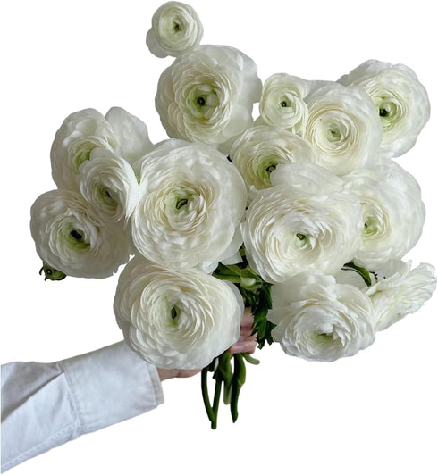 18 Fresh white ranunculus cut flowers, handpicked by a florist, perfect for bouquets, weddings, and home dcor, exuding