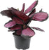 6" Pet Safe Purple Prayer Plant (Calathea Roseopicta) in Grower Pot, Pet Friendly Houseplant, Live Prayer Plants & Air