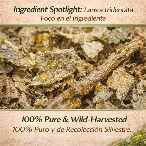 4 oz 100% Gobernadora Tea (Chaparral Leaf) with Stainless Steel Tea Infuser Natural Larrea tridentata Traditional