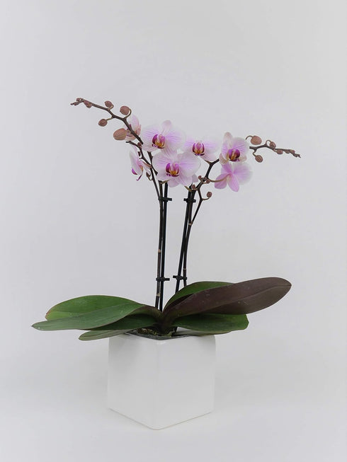 PA-OPP3LPSQ4) Athena's Garden Live Orchid Plant, Light Pink Double Spike Phalaenopsis in Container, Long Lasting, Easy