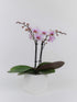 PA-OPP3LPSQ4) Athena's Garden Live Orchid Plant, Light Pink Double Spike Phalaenopsis in Container, Long Lasting, Easy