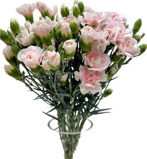 19 Stems Fresh Cut Mini Pink Spray Carnations 10 Stems Multiple Blooms