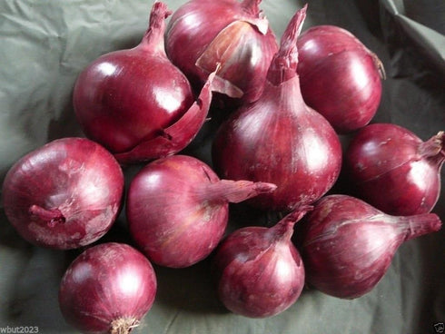 Red Burgundy Onion (2,000 Seed ) Organic Long Day Onion-plant Spring-fall !