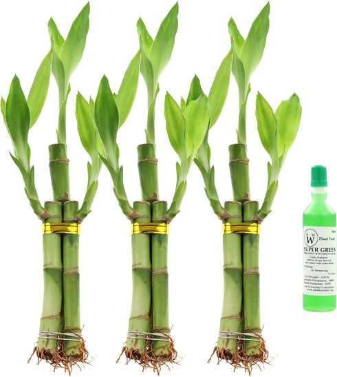 NW Wholesaler - Set of Three 3 Stalk Live Indoor Lucky Bamboo