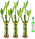 NW Wholesaler - Set of Three 3 Stalk Live Indoor Lucky Bamboo