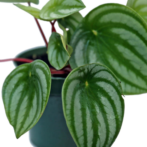 4" Live Peperomia Watermelon, Peperomia Argyreia, Fully Rooted Houseplant, Housewarming Couples Gift for The First