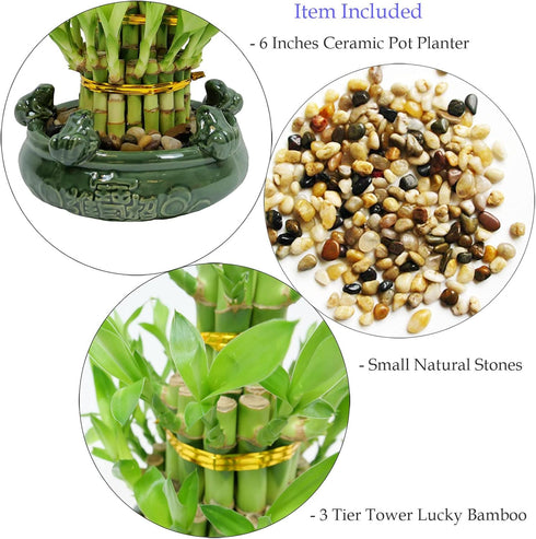 3 Athenas Garden Lucky Bamboo Indoor Live Plant Tier Tower Fresh Plant in Ceramic Planter (Frog)
