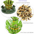 3 Athenas Garden Lucky Bamboo Indoor Live Plant Tier Tower Fresh Plant in Ceramic Planter (Frog)
