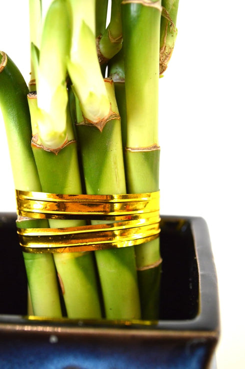 9GreenBox - Lucky Bamboo Spiral Style with Black and Blue Ceramic Vase Live Plant Ornament Decor for Home, Kitchen