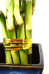 9GreenBox - Lucky Bamboo Spiral Style with Black and Blue Ceramic Vase Live Plant Ornament Decor for Home, Kitchen