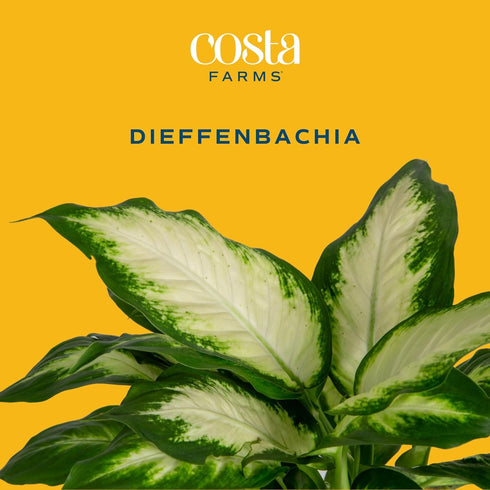 12-18 Inches Costa Farms Dieffenbachia, Dumb Cane Live Plant in Decorative Pot, Easy to Maintain Indoor Houseplant
