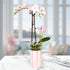 5" Green Circle Growers White with Pink Orchid with Mom Pick and Billy Balls, Living Indoor Plants, House Plant