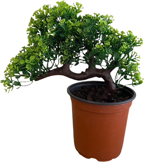 Pixies Gardens Gorgeous Bonsai with Very Attractive Pot Size: 2". Growing Zones: