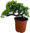Pixies Gardens Gorgeous Bonsai with Very Attractive Pot Size: 2". Growing Zones: