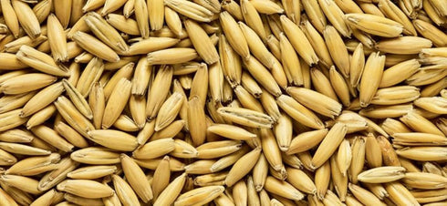 Malted Oats (Whole/Not Milled) 10 lbs
